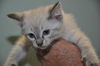 Lily the Siamese Kitten