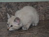 Lily the Siamese Kitten
