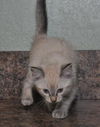Lily the Siamese Kitten
