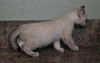 Lily the Siamese Kitten
