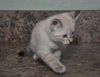 Lily the Siamese Kitten