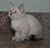 Lily the Siamese Kitten