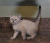 Lily the Siamese Kitten