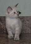 Lily the Siamese Kitten