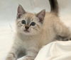 Lily the Siamese Kitten