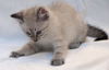Lily the Siamese Kitten