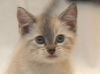 Lily the Siamese Kitten