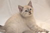 Lily the Siamese Kitten