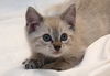 Lily the Siamese Kitten