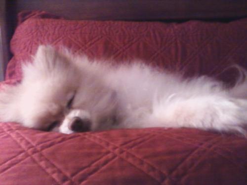 Tank the Sweet Pomeranian