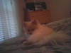 Tank the Sweet Pomeranian