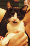 Maggie the Sweetest Kitten