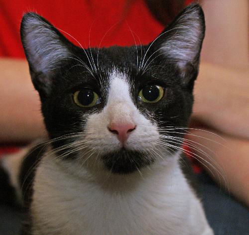 Maggie the Sweetest Kitten