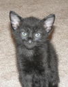 Blackie the Helper Kitten