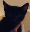 Blackie the Helper Kitten