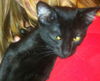 Blackie the Helper Kitten
