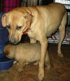 Grace the Yellow Lab
