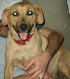 Grace the Yellow Lab