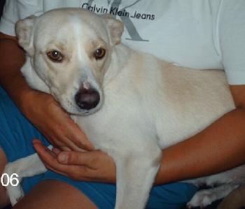 Samy the Lab