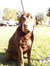 Sam the Senior Lab