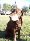 Sam the Senior Lab