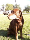 Sam the Senior Lab