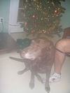 Sam the Senior Lab