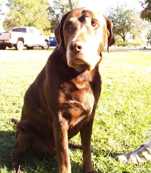 Sam the Senior Lab