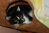 Selena the Super Sweet Little Girl