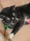 Selena the Super Sweet Little Girl