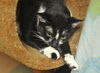 Selena the Super Sweet Little Girl