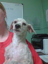 Gizmo the Active Mini-Poodle