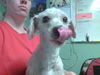 Gizmo the Active Mini-Poodle