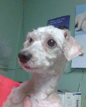 Gizmo the Active Mini-Poodle