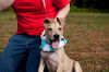 Patton the Lab Mix Puppy