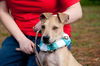 Patton the Lab Mix Puppy