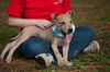 Patton the Lab Mix Puppy