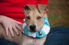 Patton the Lab Mix Puppy