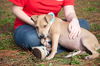 Patton the Lab Mix Puppy