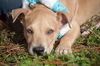 Patton the Lab Mix Puppy