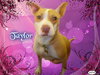 Taylor the Terrier