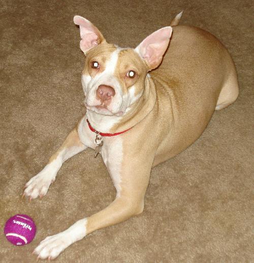 Taylor the Terrier