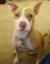 Taylor the Terrier