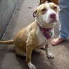 Taylor the Terrier