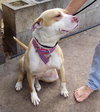 Taylor the Terrier