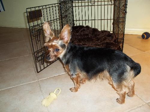 Buddy the Yorkshire Terrier