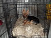 Buddy the Yorkshire Terrier