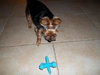 Buddy the Yorkshire Terrier