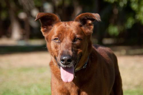 Nate the Red Retriever