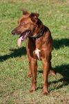 Nate the Red Retriever